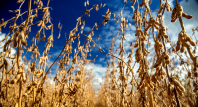 Seca nos EUA gera oportunidade para produtores brasileiros de soja